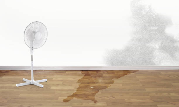 Best Professional water damage repair  in Carlin, NV